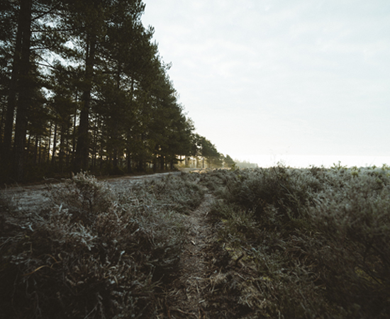 Natur Billede 550X450