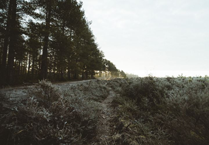 Natur Billede 550X450
